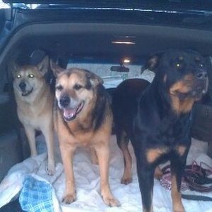 Meet your Posher, Domenic